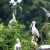Hoa Lu – Thung Nham Private 1 Day Tour